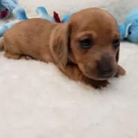 Brody, a male Miniature Dachshund for sale in Haverhill, NH – 8 of 10