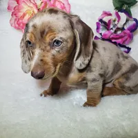 Mercedes, a female Miniature Dachshund for sale in Haverhill, NH – 4 of 10