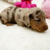 Gabby, a female Miniature Dachshund for sale in Haverhill, NH – 7 of 10