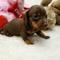 Brin, a female Miniature Dachshund for sale in Haverhill, NH – 5 of 9