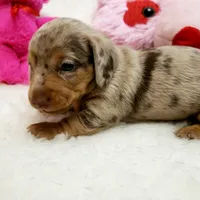 Gabby, a female Miniature Dachshund for sale in Haverhill, NH – 10 of 10
