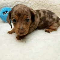 Jack, a male Miniature Dachshund for sale in Haverhill, NH – 4 of 10