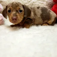 Gwen, a female Miniature Dachshund for sale in Haverhill, NH – 8 of 9