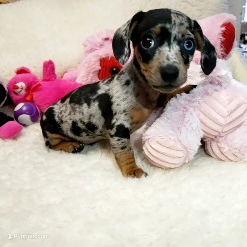 Mercedes – Dachshund puppy for sale in Haverhill, NH