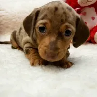 Gwen, a female Miniature Dachshund for sale in Haverhill, NH – 1 of 9
