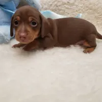 Brady, a male Miniature Dachshund for sale in Haverhill, NH – 3 of 10