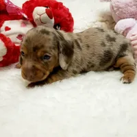 Mercedes, a female Miniature Dachshund for sale in Haverhill, NH – 3 of 9