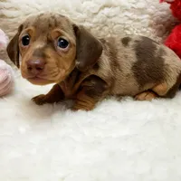 Gwen, a female Miniature Dachshund for sale in Haverhill, NH – 2 of 9