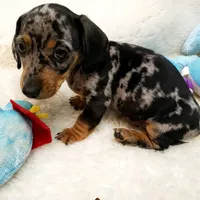 Rip, a male Dachshund for sale in Haverhill, NH – 8 of 10