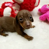 Glenda, a female Miniature Dachshund for sale in Haverhill, NH – 5 of 9