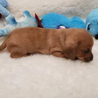 Brody, a male Miniature Dachshund for sale in Haverhill, NH – 7 of 10