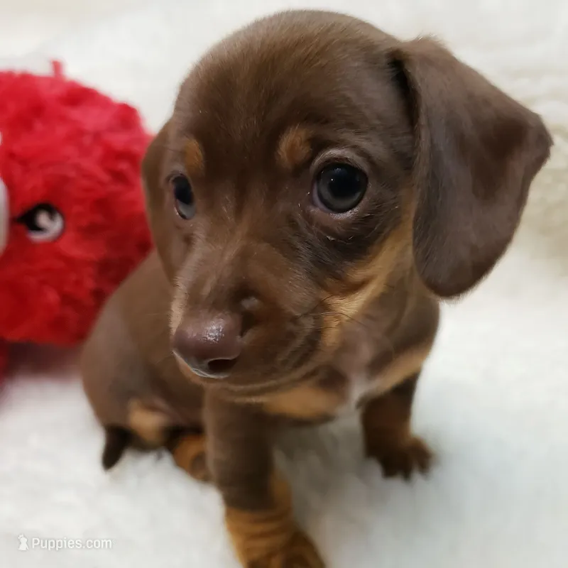 Brin – Miniature Dachshund puppy for sale in Haverhill, NH