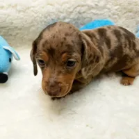 Jack, a male Miniature Dachshund for sale in Haverhill, NH – 10 of 10