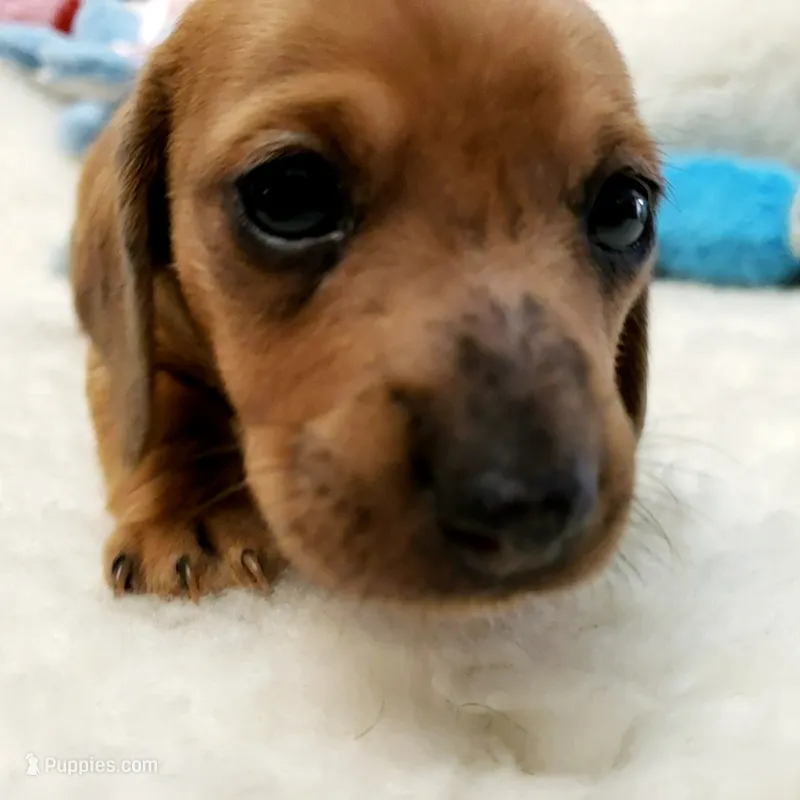 Brody – Miniature Dachshund puppy for sale in Haverhill, NH