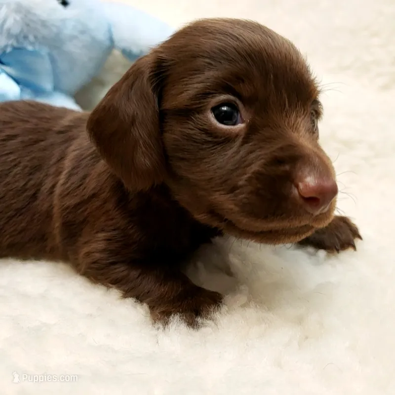 Rip – Miniature Dachshund puppy for sale in Haverhill, NH
