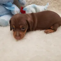 Brady, a male Miniature Dachshund for sale in Haverhill, NH – 9 of 10
