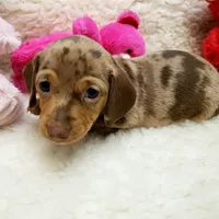 Gwen, a female Miniature Dachshund for sale in Haverhill, NH – 4 of 9