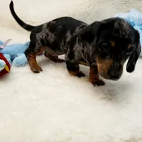 Rocko, a male Dachshund for sale in Haverhill, NH – 8 of 10
