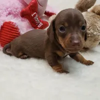 Brin, a female Miniature Dachshund for sale in Haverhill, NH – 9 of 9