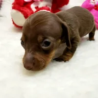 Glenda, a female Miniature Dachshund for sale in Haverhill, NH – 4 of 9