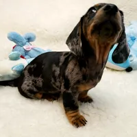 Rocko, a male Dachshund for sale in Haverhill, NH – 10 of 10