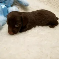 Rip, a male Miniature Dachshund for sale in Haverhill, NH – 5 of 9