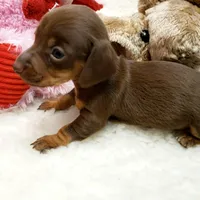 Brin, a female Miniature Dachshund for sale in Haverhill, NH – 6 of 9