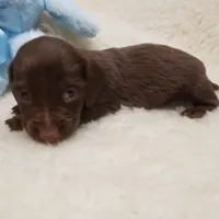 Rip, a male Miniature Dachshund for sale in Haverhill, NH – 9 of 9