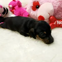Sara, a female Miniature Dachshund for sale in Haverhill, NH – 4 of 10