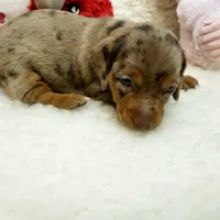 Mercedes, a female Miniature Dachshund for sale in Haverhill, NH – 4 of 9