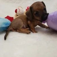 Bruiser, a male Dachshund for sale in Haverhill, NH – 9 of 9