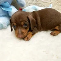 Brady, a male Miniature Dachshund for sale in Haverhill, NH – 7 of 10