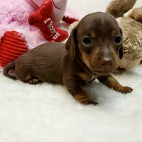 Brin, a female Miniature Dachshund for sale in Haverhill, NH – 3 of 9