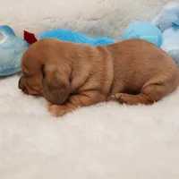 Brody, a male Miniature Dachshund for sale in Haverhill, NH – 4 of 10