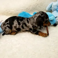 Rip, a male Dachshund for sale in Haverhill, NH – 7 of 10