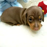 Brady, a male Miniature Dachshund for sale in Haverhill, NH – 2 of 10