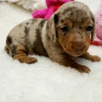 Gabby, a female Miniature Dachshund for sale in Haverhill, NH – 3 of 10