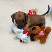 Bruiser, a male Dachshund for sale in Haverhill, NH – 6 of 9