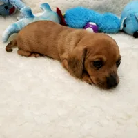 Brody, a male Miniature Dachshund for sale in Haverhill, NH – 10 of 10