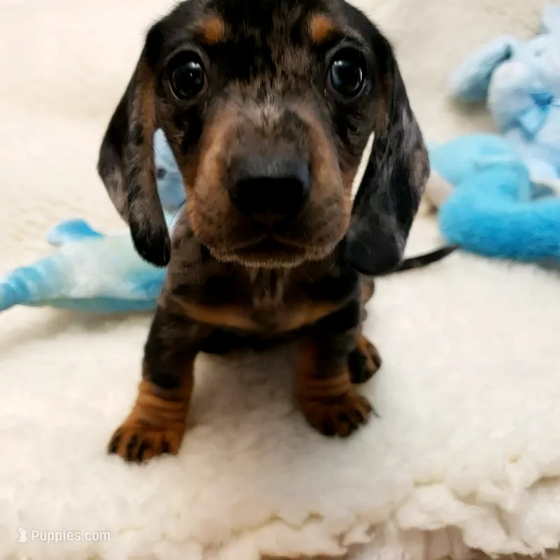 Rocko – Dachshund puppy for sale in Haverhill, NH