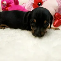 Sara, a female Miniature Dachshund for sale in Haverhill, NH – 8 of 10