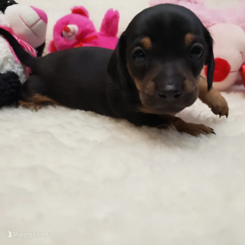 Sara – Miniature Dachshund puppy for sale in Haverhill, NH
