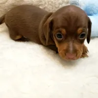 Brady, a male Miniature Dachshund for sale in Haverhill, NH – 6 of 10