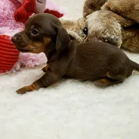 Brin, a female Miniature Dachshund for sale in Haverhill, NH – 8 of 9