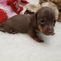 Brin, a female Miniature Dachshund for sale in Haverhill, NH – 7 of 9