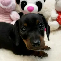 Suzie-Q, a female Miniature Dachshund for sale in Haverhill, NH – Photo 1 of 8