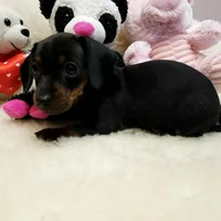 Suzie-Q, a female Miniature Dachshund for sale in Haverhill, NH – Photo 7 of 8