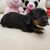 Suzie-Q, a female Miniature Dachshund for sale in Haverhill, NH – Photo 8 of 8