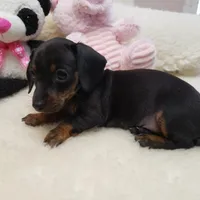 Suzie-Q, a female Miniature Dachshund for sale in Haverhill, NH – Photo 5 of 8
