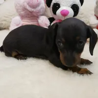 Suzie-Q, a female Miniature Dachshund for sale in Haverhill, NH – Photo 4 of 8